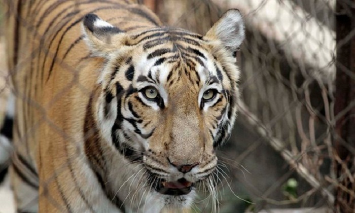 Tiger kills zookeeper at animal park in Benidorm 